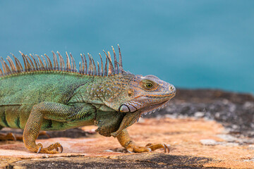 iguana on a cliff 