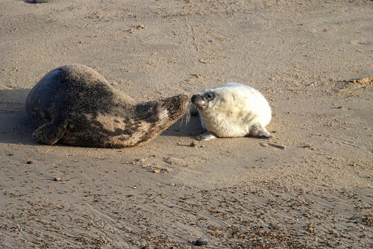 Grey seal pup and mother facing each other