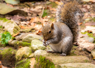 Grey Squirrel on the tree in Valentino Park, Turin in northern Italy, Europe
