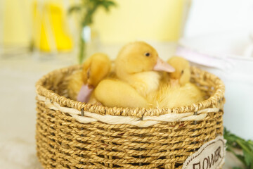 Live yellow ducks in a wicker basket made of matting close-up. the concept of raising animals on a...