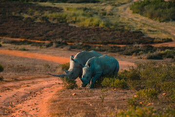 Rhino family in South Africa. Sunset safari with rhino.
