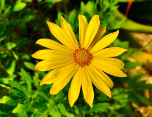 yellow flower in the garden