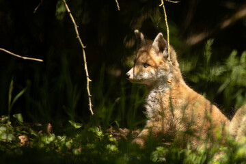 Fuchswelpe im dunklen Wald