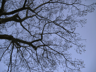 Dark silhouette of tree branches on the blue sky background at spring