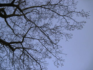 Dark silhouette of tree branches on the blue sky background at spring