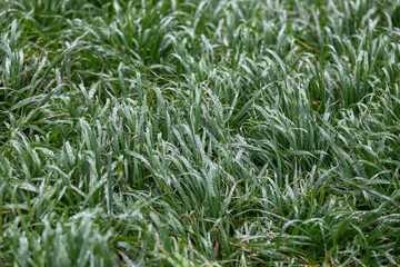 Fototapeta premium Grass with drops of water, dew