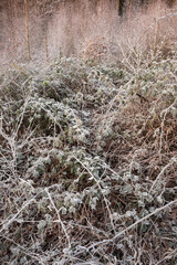 Beautiful Winter landscape image of forest in English countryside covered in hoarfrost at dawn