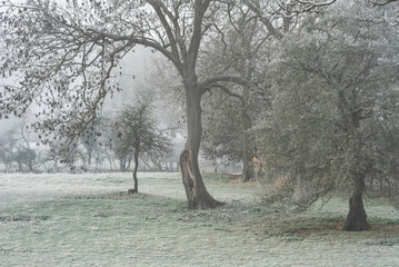 Beautiful Winter landscape image of forest in English countryside covered in hoarfrost at dawn