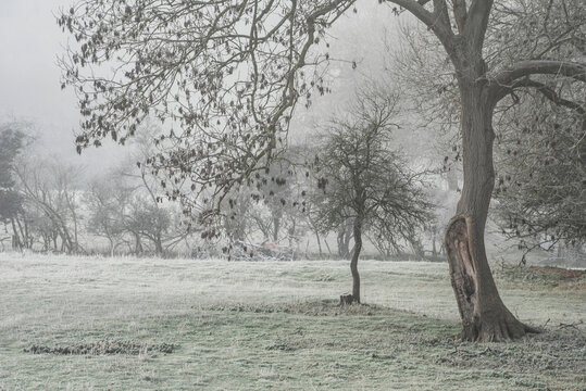 Beautiful Winter landscape image of forest in English countryside covered in hoarfrost at dawn