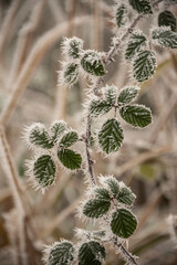 Beautiful close up Winter landscape image of frozen foliage covered in hoarfrost a dawn in English countryside