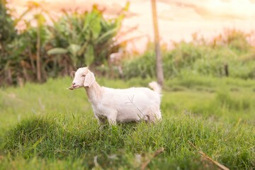 Obraz premium Una cabra bebe de color blanco en medio de un pastizal 