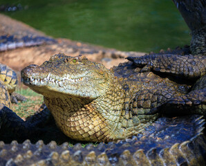 Wild Nile crocodile on the coastline near the water.