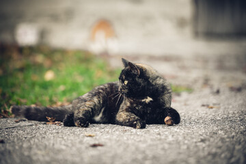 Katze 