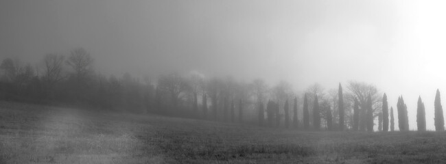 Tuscan countryside shrouded in fog, cypresses and meadow. Banner format, black and white photo.