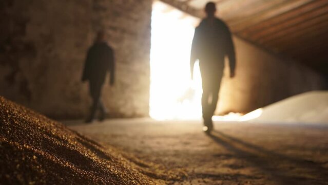 Farmers enter grain warehouse, approach the pile of crops, one kneels and draws a handful of wheat. Men go into a barn storing peas, come to a heap and scoop the beans with hand. Pile of soy beans 