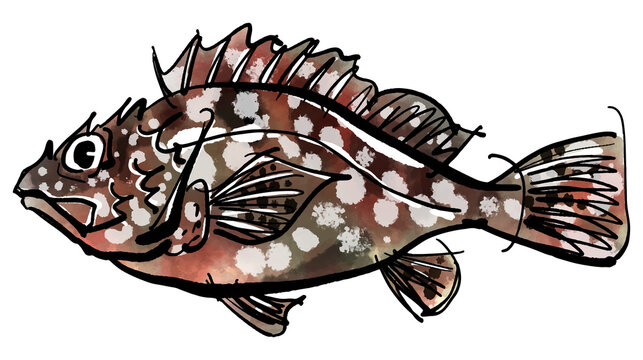 「カサゴ」の手書きイラスト（筆書き墨絵風）