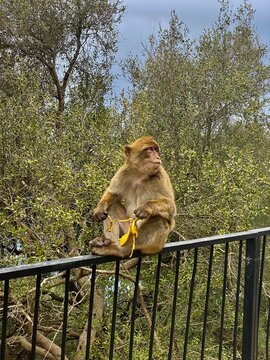 monkey in gibraltar