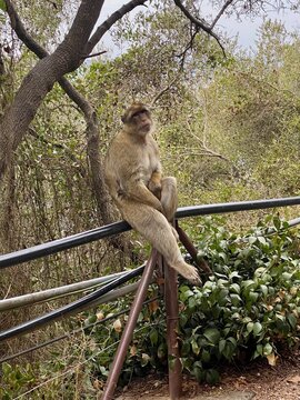 monkey in gibraltar