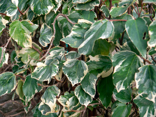 Green and beige Algerian ivy leaves on an ivy wall angle view
