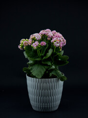 bouquet of flowers in a vase