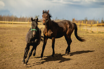 Two dark pure breed horses running side by side outside the ranch in autumn