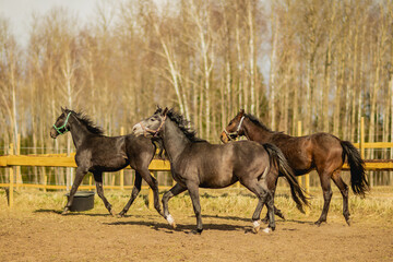 Three brown fur breed horses trotting