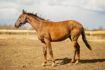 Obraz na płótnie Canvas Side view of light brown pure breed horse with blue mouth harness in the wind