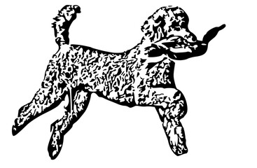 Poodle retrieving a bird