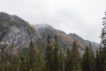 Mountain Forest In A Fog