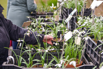 Frau prüft junge Schneeglöckchen (Galanthus) am Stand eines Pflanzenhandels auf einem Markt draußen mit selektivem Fokus