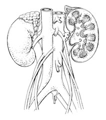 	Human kidney anatomy - black and white detailed illustration - human organ drawing - endocrine system	