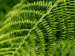 A green leaf of a fern plant, a close-up shot. Beautiful plant, macro photo. Green fern plant in close up