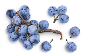Fresh blackthorn berries with twig, prunus spinosa isolated on white background with full depth of...