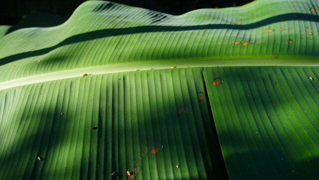 Leaf with Natural shadow 