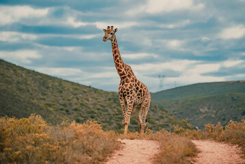 Amazing giraffe walking across the African savannah