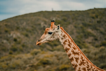 Amazing giraffe walking across the African savannah