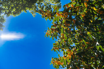 秋の青空と金木犀