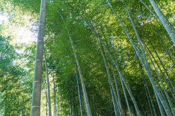 Plakat 京都の嵐山にある美しい竹林の風景
