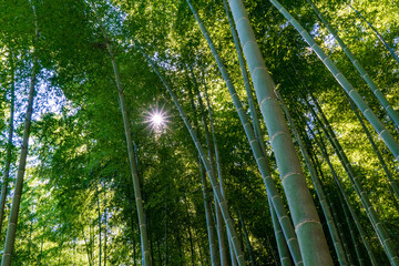 木漏れ日が差し込む京都の嵐山の竹林