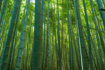 京都の嵐山にある美しい竹林の風景