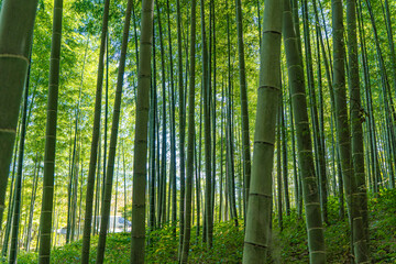京都の嵐山にある美しい竹林の風景