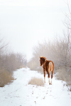 A small chestnut welsh pony foal frolics in freedom in a snowy landscape