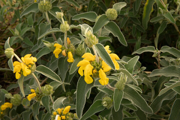 Floral. Closeup shot of Phlomis fruticosa, also known as Jerusalem sage, beautiful green leaves and flowers of yellow petals spring blooming in the garden.