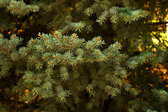 Photo of fir branches against the background of golden light