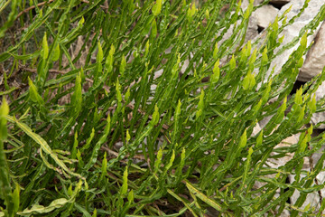 Botany. Closeup view of  Baccharis trimera green leaves foliage. 