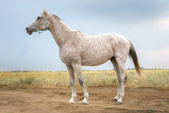 Portrait of flea biten gray Arabian thoroughbred horse