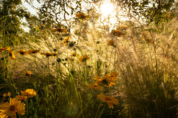 View of the gardne flowerbed at sunset. Coreopsis grandiflora long stems and yellow flowers blossoming with a golden light. Stipa ornamental grass in the background.