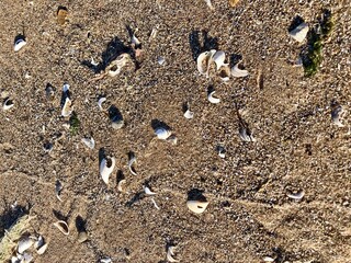 shells on the sand