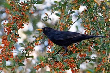 The common blackbird (Turdus merula) is a species of true thrush. It is also called the Eurasian blackbird