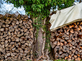 Brennholzlager auf einer Streuobstwiese © focus finder